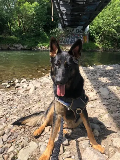 Grazy, der Schäferhund des Teams, am Flussufer
